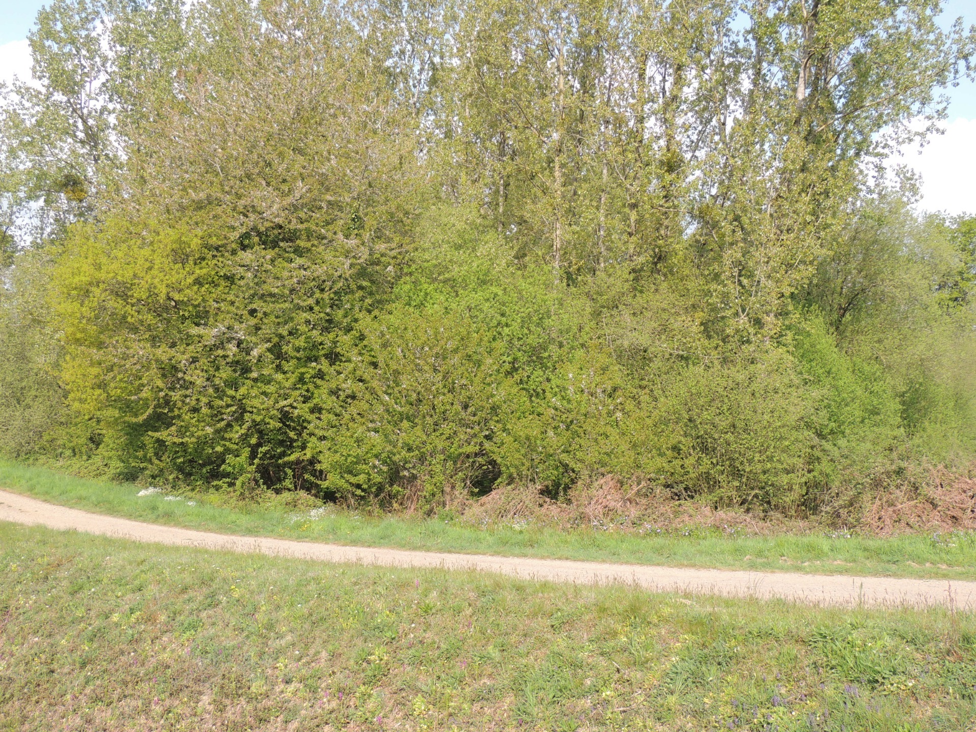 Terrain