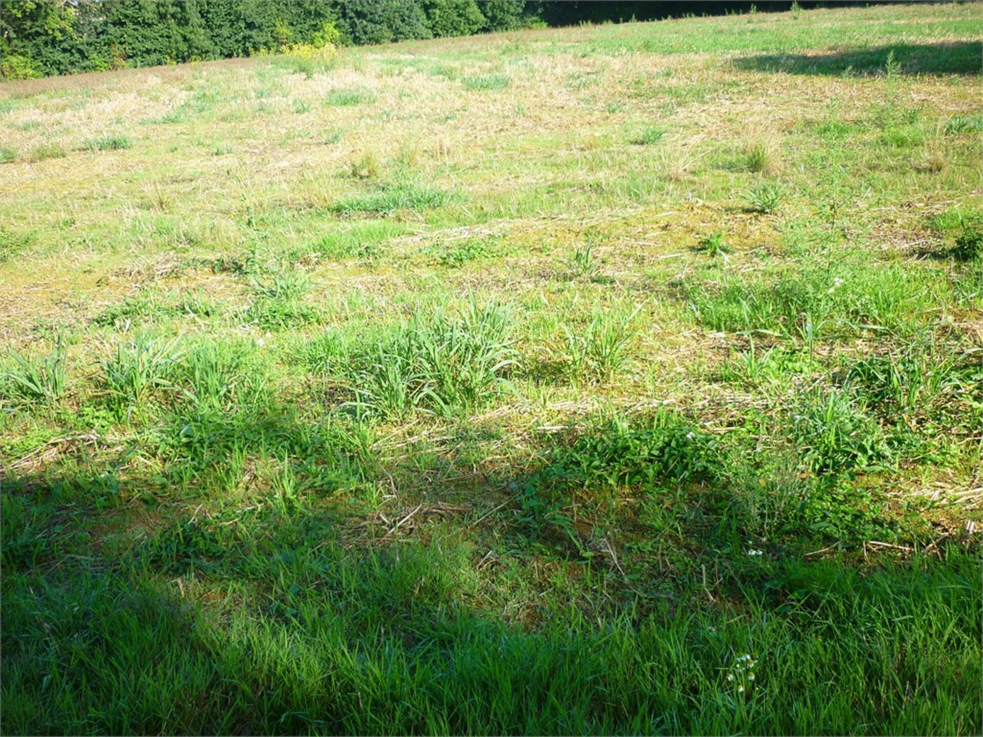 Terrain