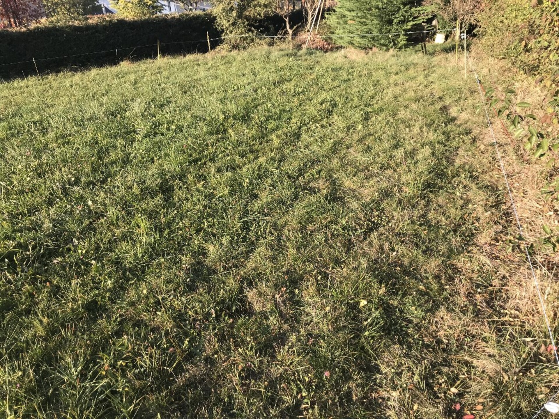 Terrain