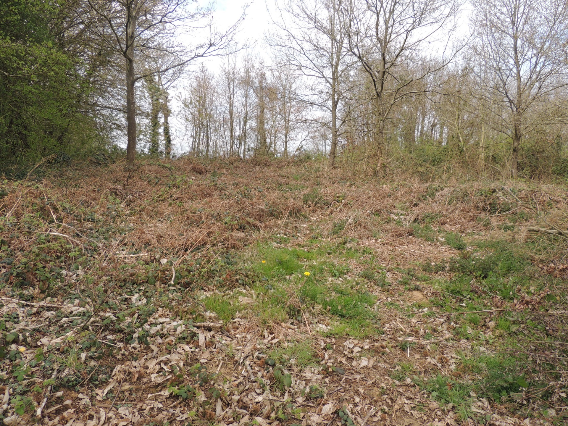 Terrain