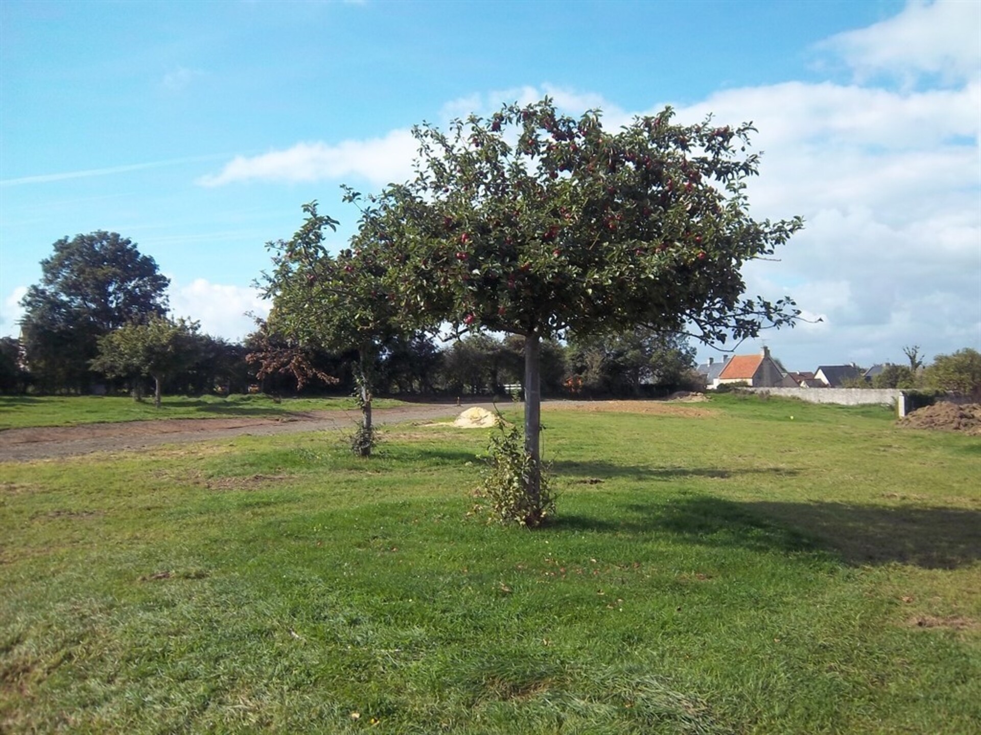 Terrain