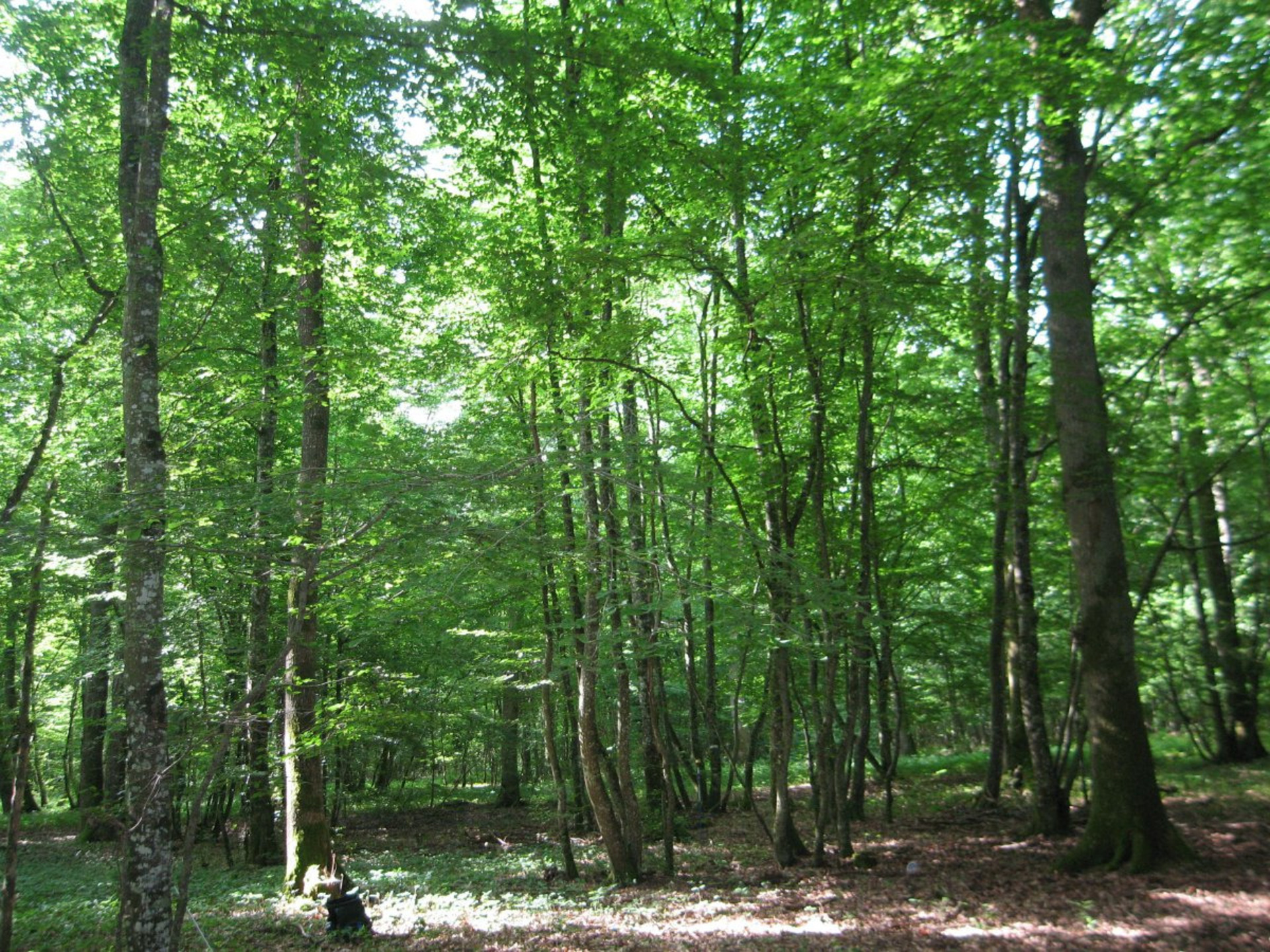 Terrain