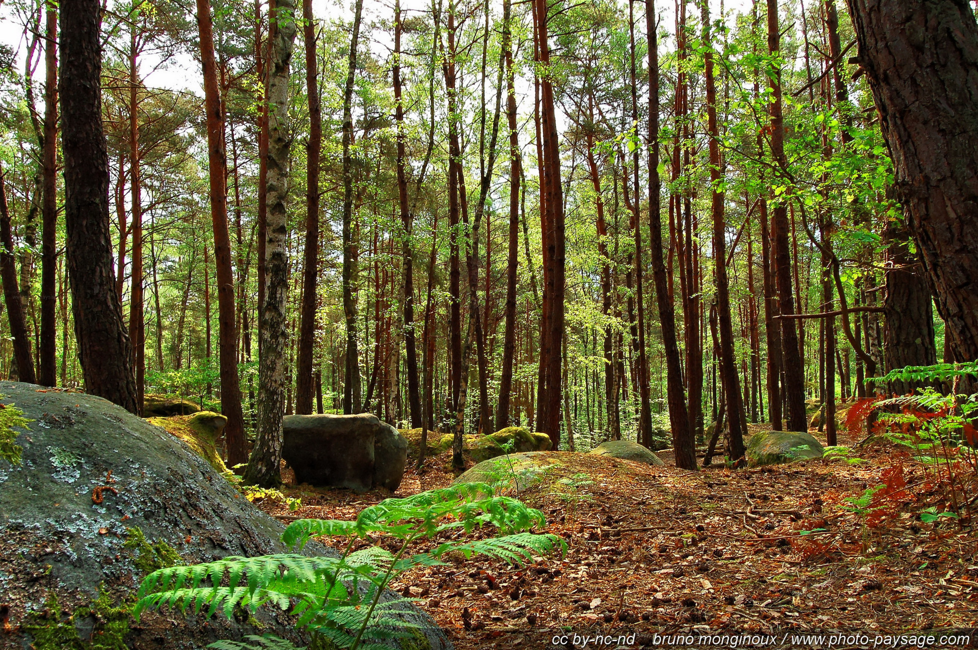 Terrain