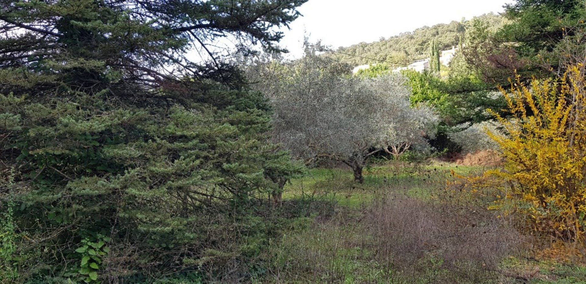 Terrain