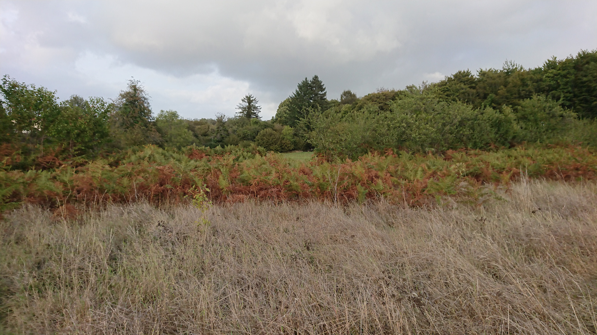 Terrain