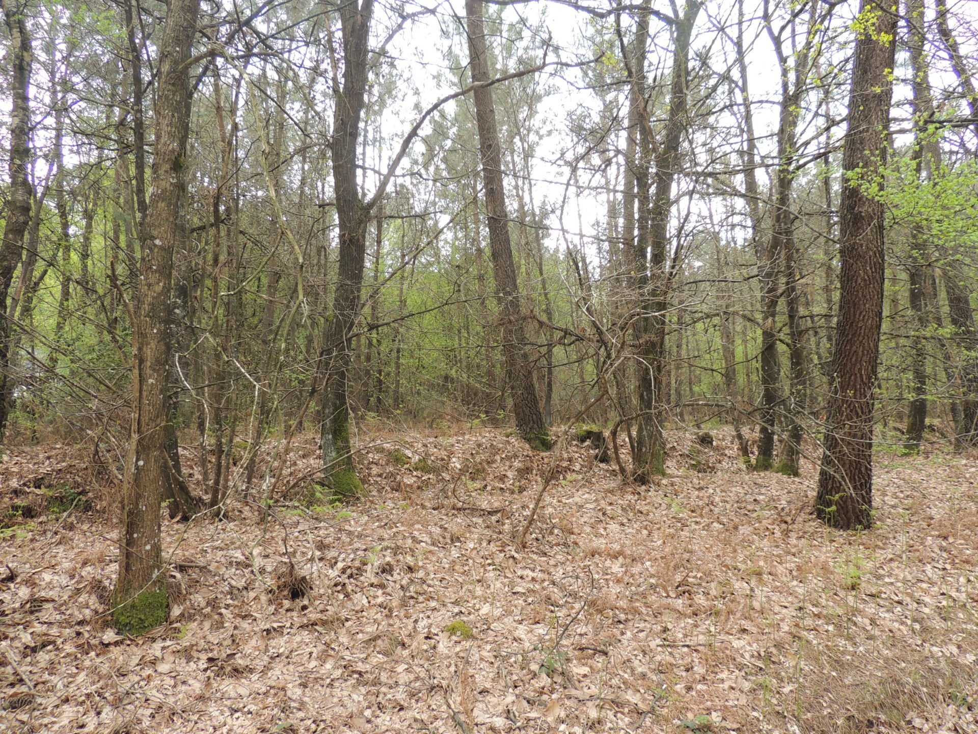 Terrain