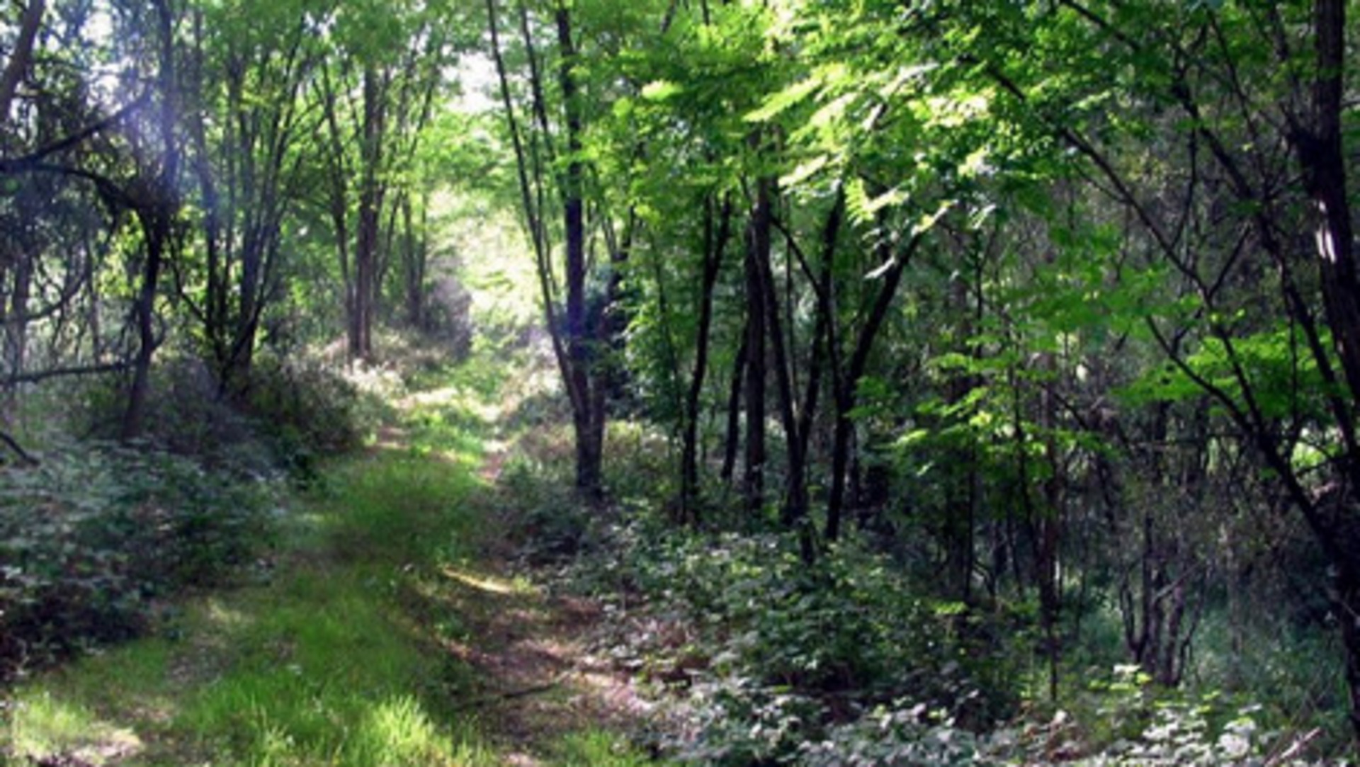 Terrain