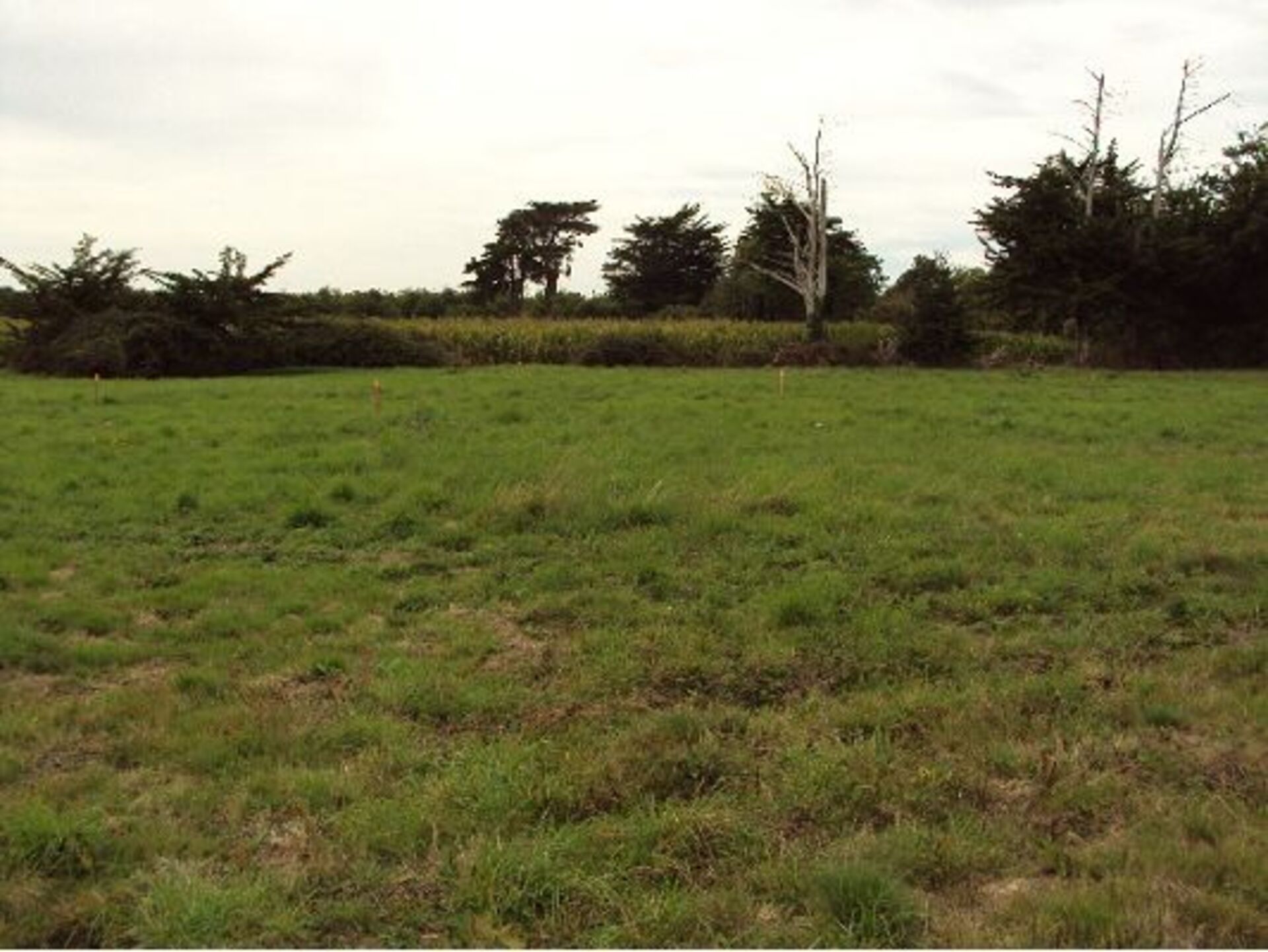 Terrain