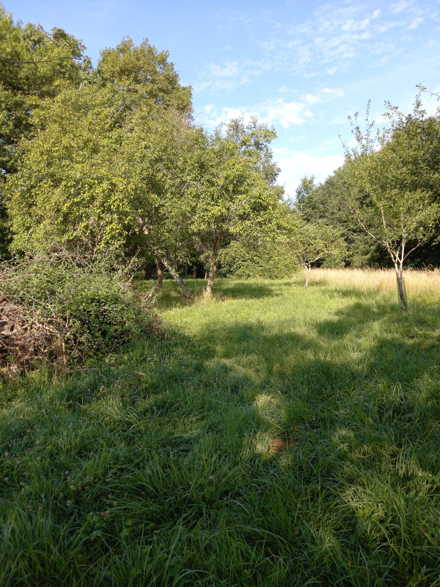 Terrain