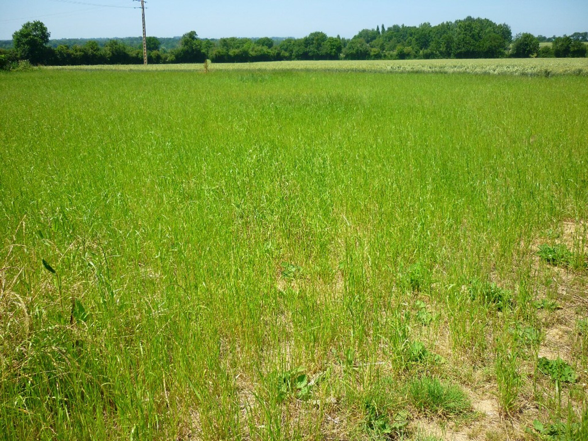 Terrain