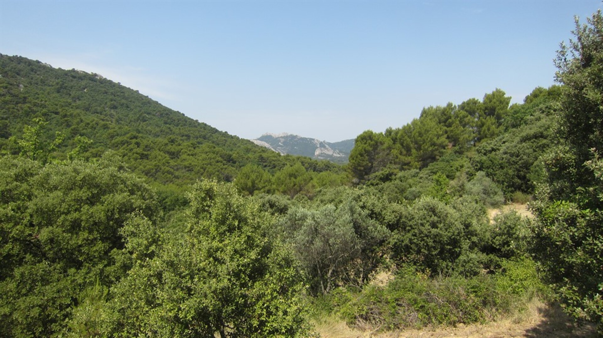 Terrain