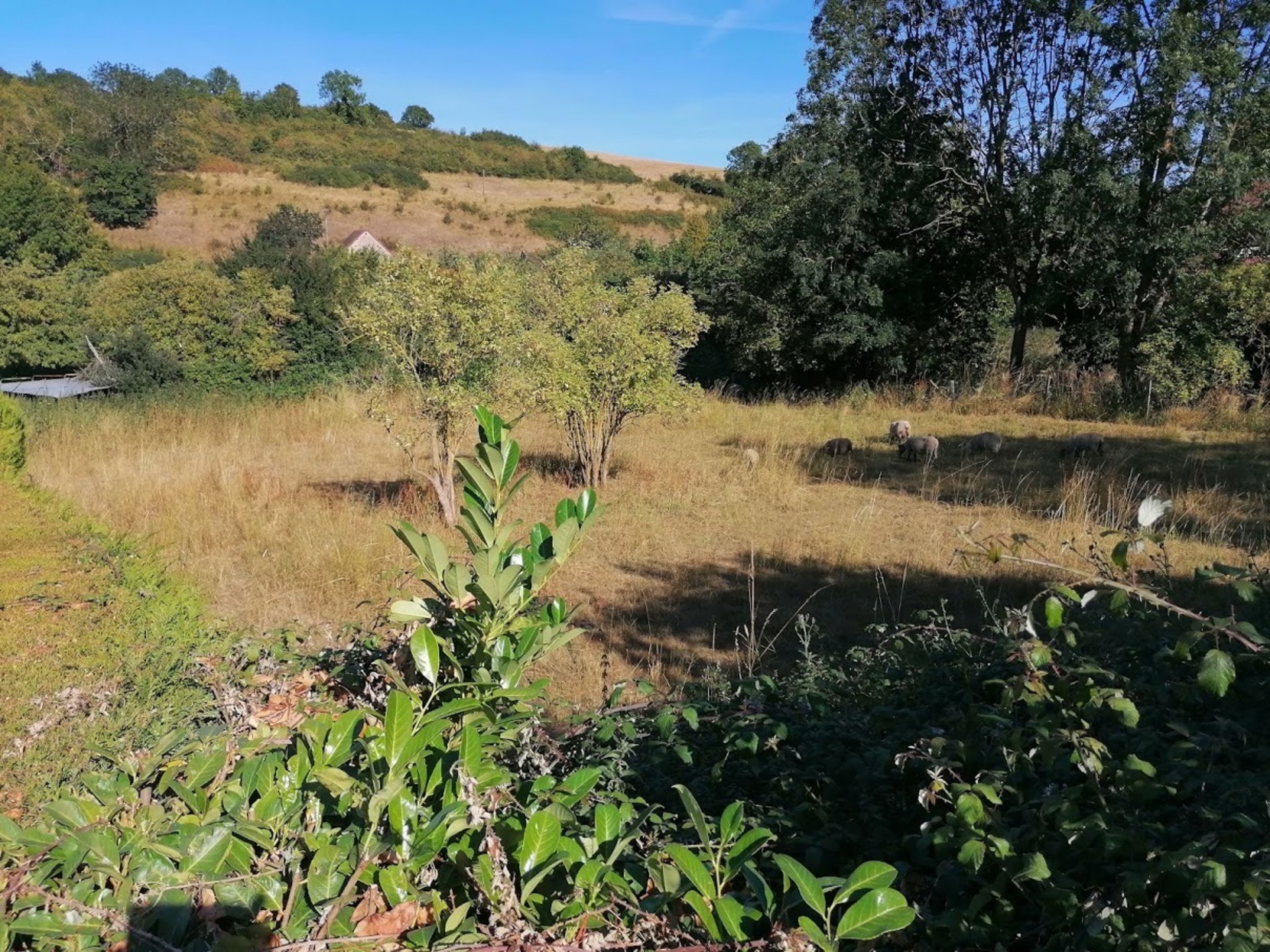Terrain