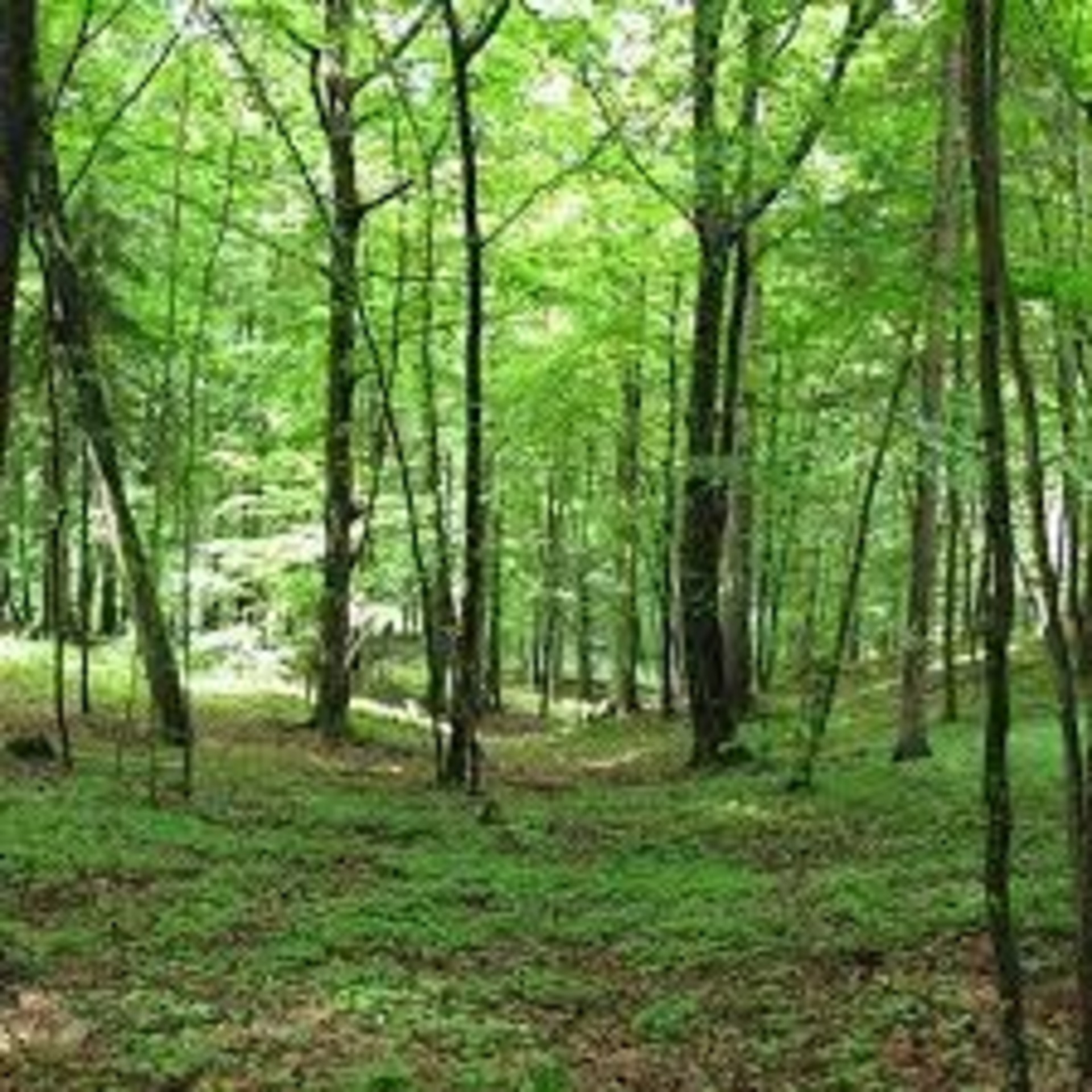 Terrain