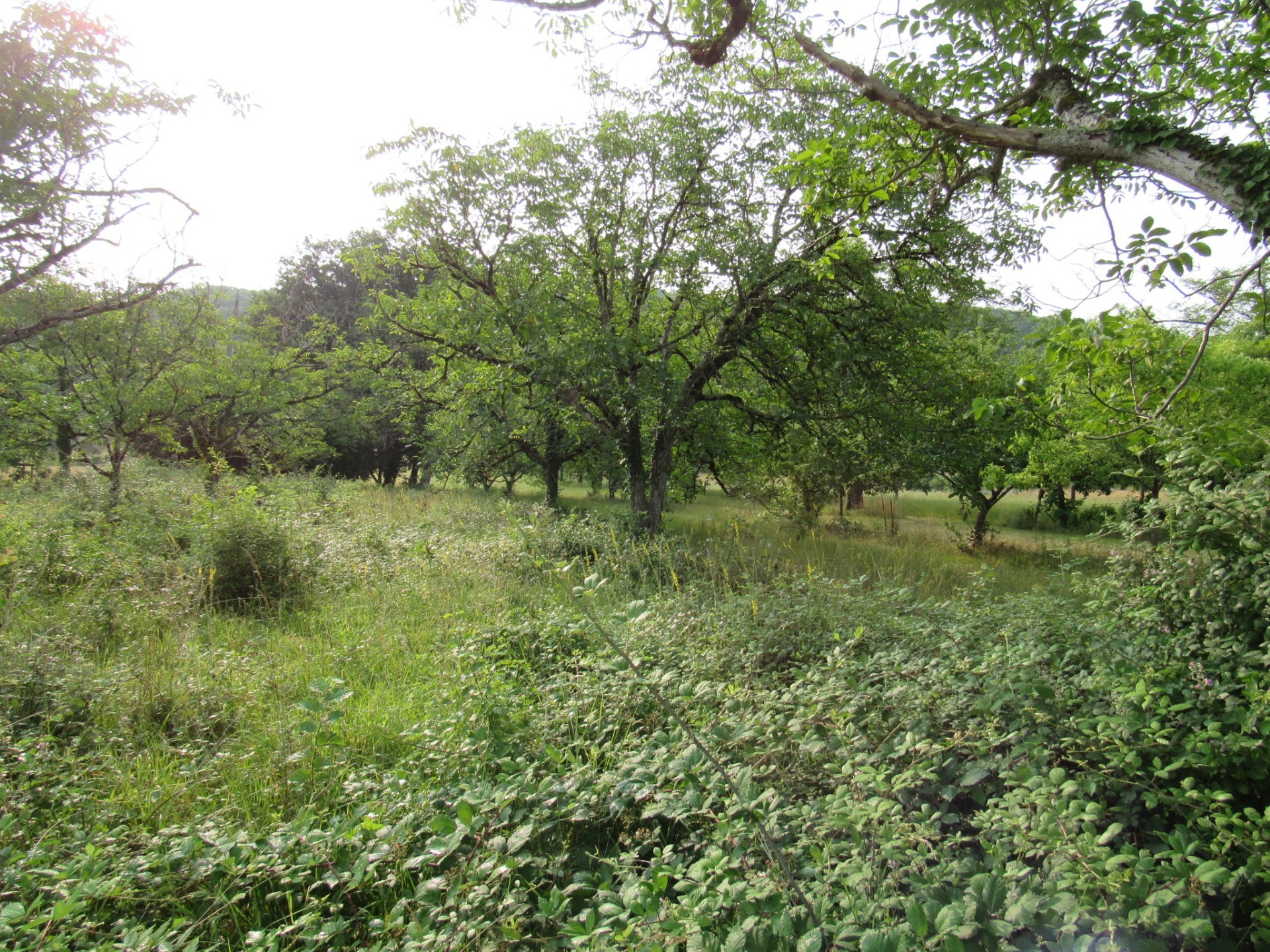 Terrain
