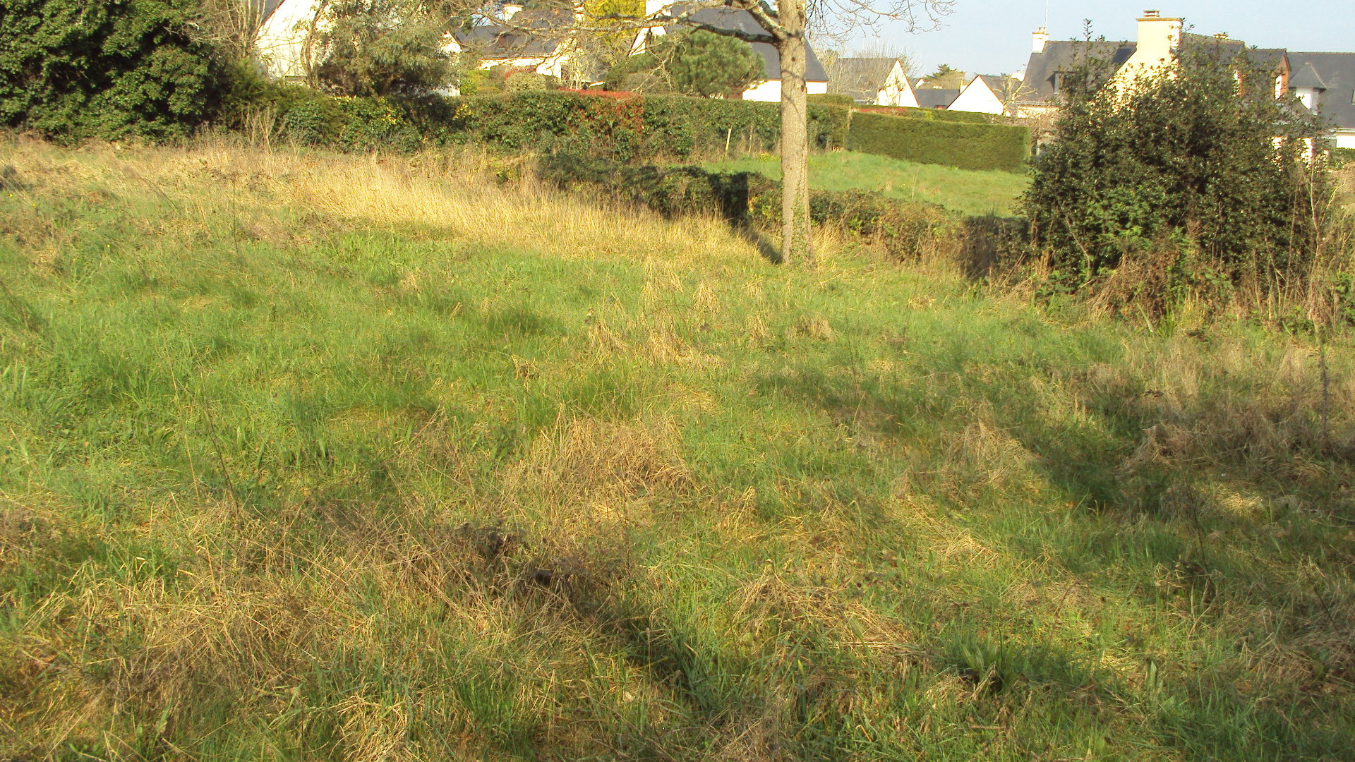 Terrain