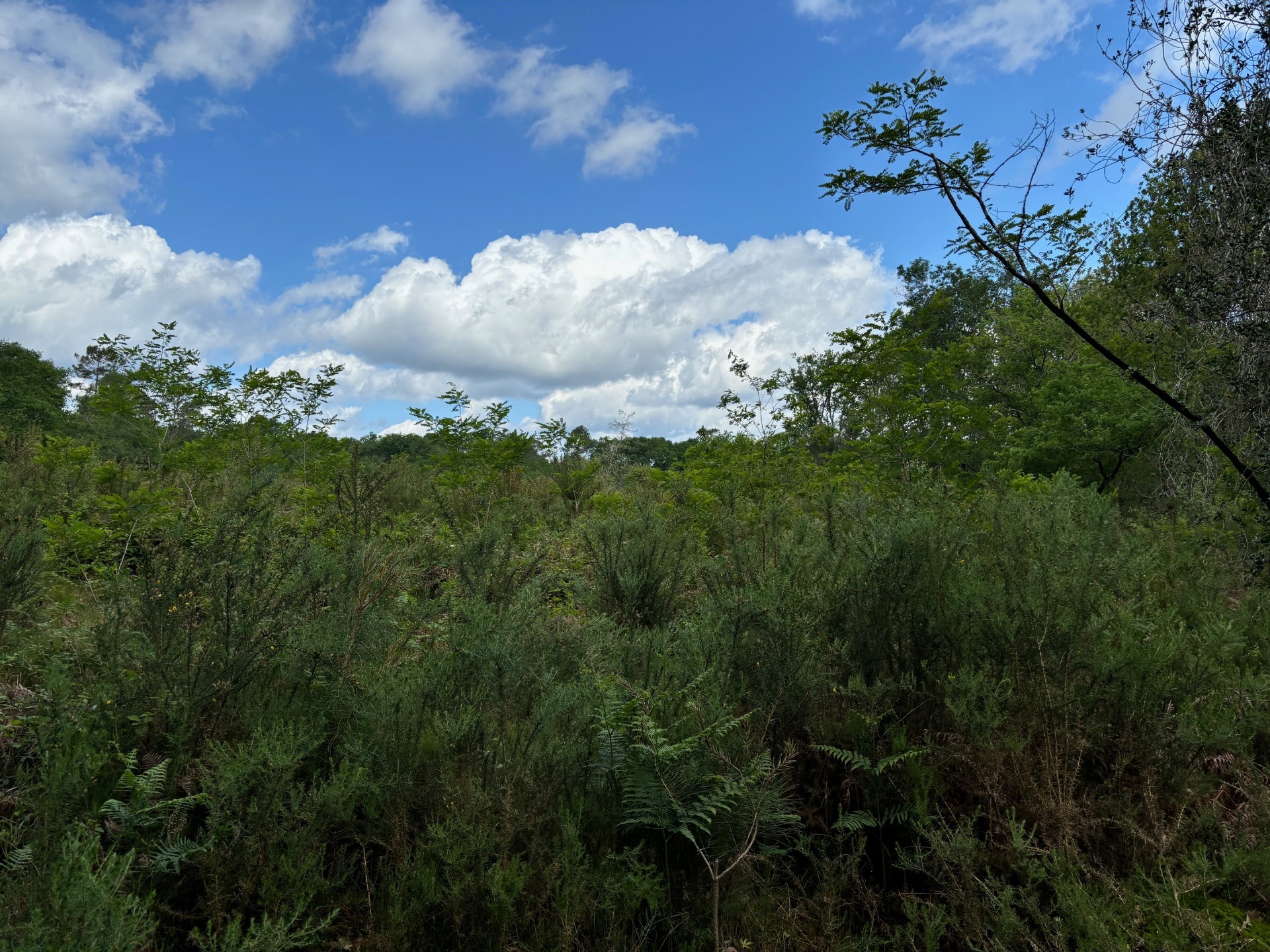 Terrain