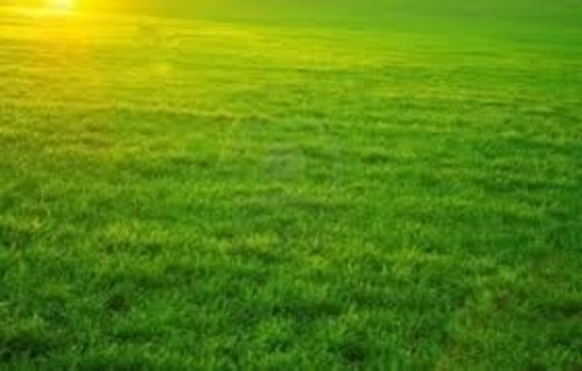 Terrain
