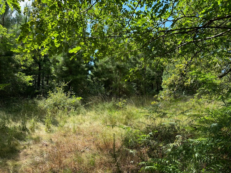 Terrain