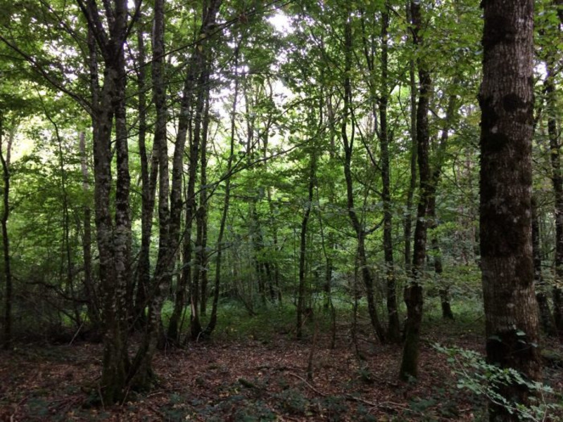 Terrain