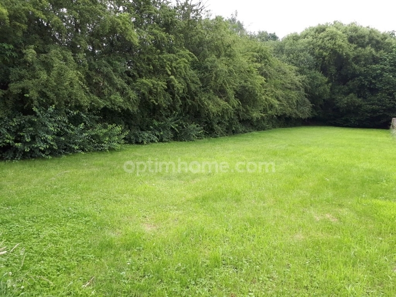 Terrain