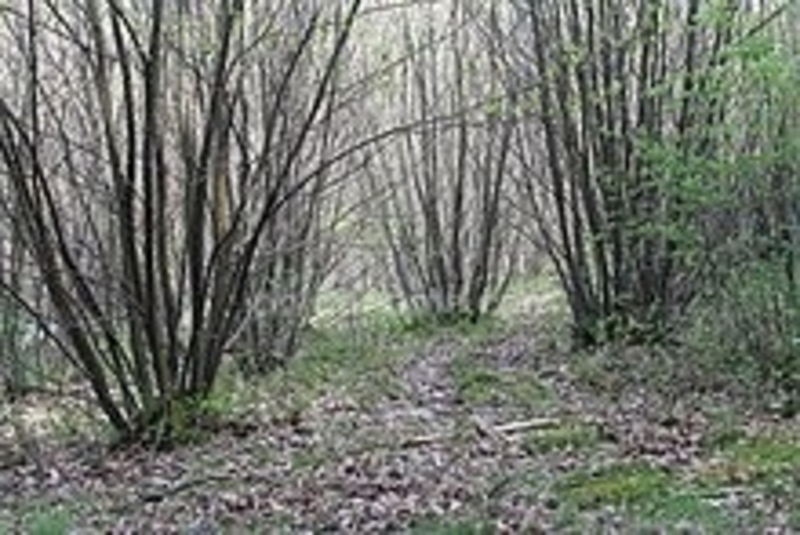 Terrain